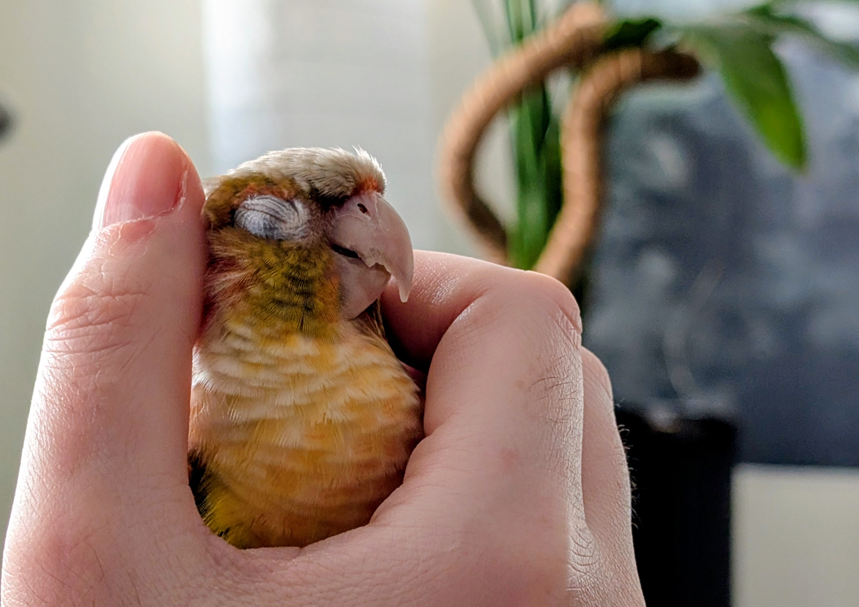 A picture of a very content green-cheeked parakeet lounging in my hand.